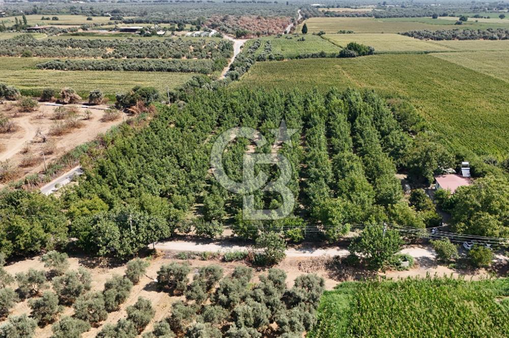 İzmir Bayındır'da, İçerisinde  240 Ceviz Ağacı ve Ev Olan Satılık Tarla