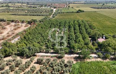 İzmir Bayındır'da, İçerisinde  240 Ceviz Ağacı ve Ev Olan Satılık Tarla