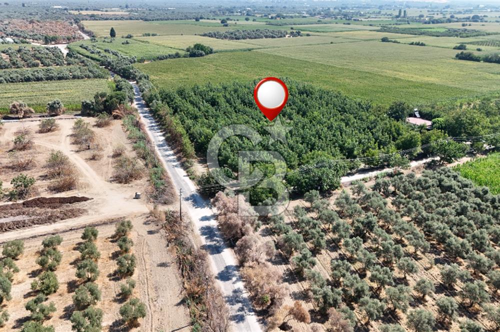 İzmir Bayındır'da, İçerisinde  240 Ceviz Ağacı ve Ev Olan Satılık Tarla