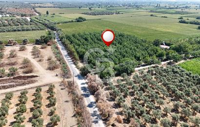 İzmir Bayındır'da, İçerisinde  240 Ceviz Ağacı ve Ev Olan Satılık Tarla