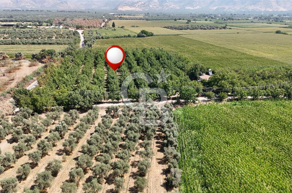 İzmir Bayındır'da, İçerisinde  240 Ceviz Ağacı ve Ev Olan Satılık Tarla
