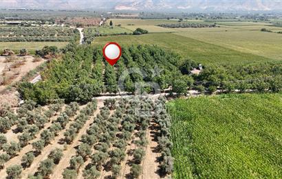 İzmir Bayındır'da, İçerisinde  240 Ceviz Ağacı ve Ev Olan Satılık Tarla