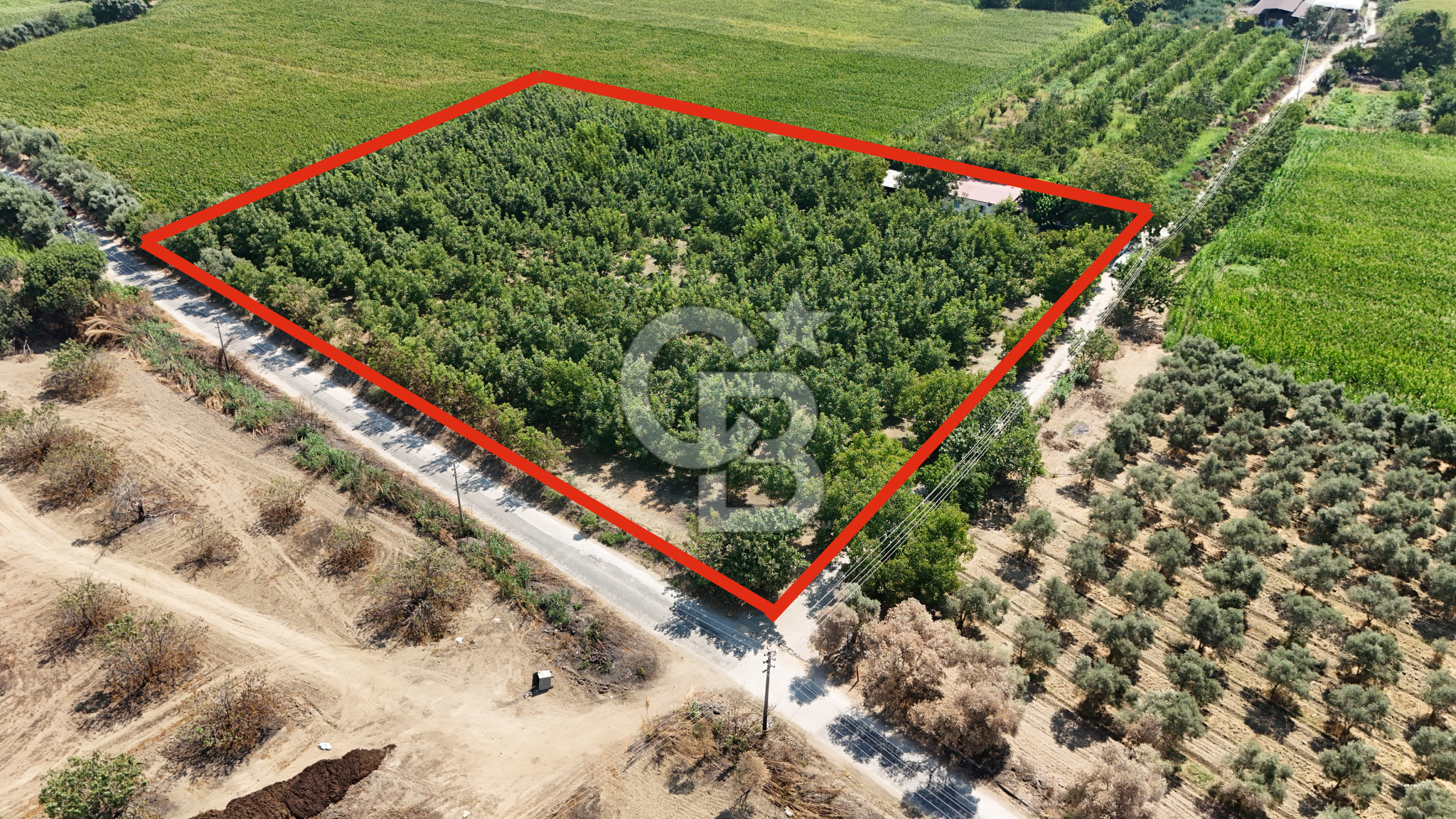 İzmir Bayındır'da, İçerisinde  240 Ceviz Ağacı ve Ev Olan Satılık Tarla