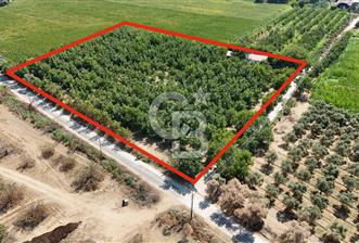 İzmir Bayındır'da, İçerisinde  240 Ceviz Ağacı ve Ev Olan Satılık Tarla