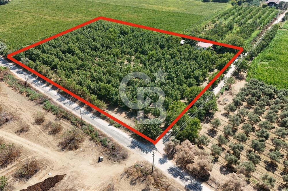 İzmir Bayındır'da, İçerisinde  240 Ceviz Ağacı ve Ev Olan Satılık Tarla