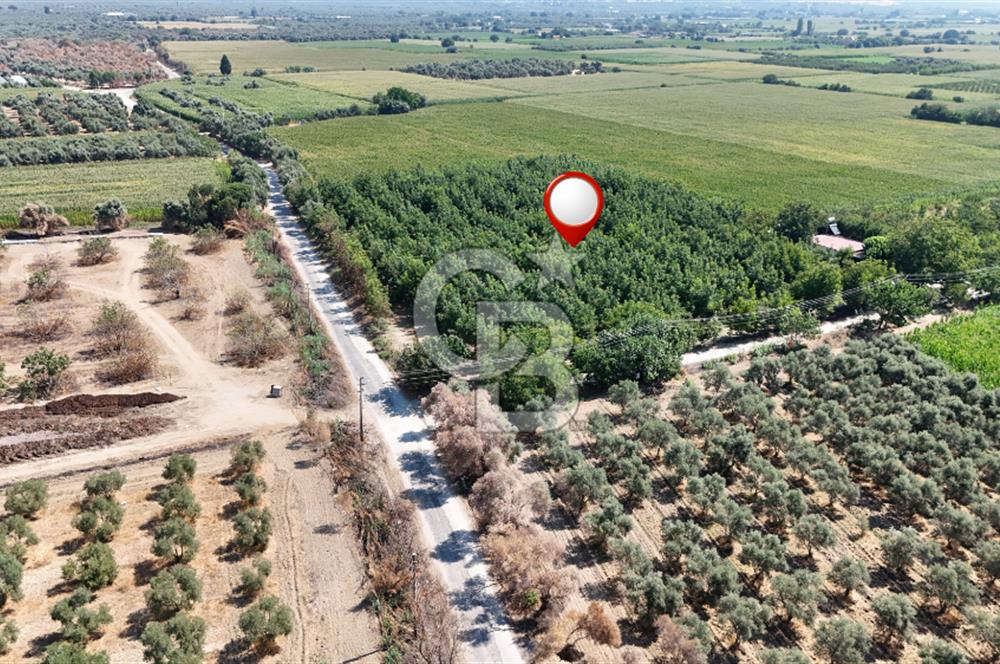 İzmir Bayındır'da, İçerisinde  240 Ceviz Ağacı ve Ev Olan Satılık Tarla