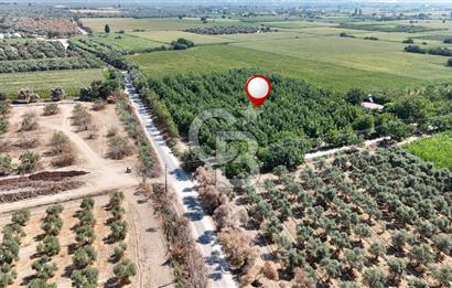 İzmir Bayındır'da, İçerisinde  240 Ceviz Ağacı ve Ev Olan Satılık Tarla