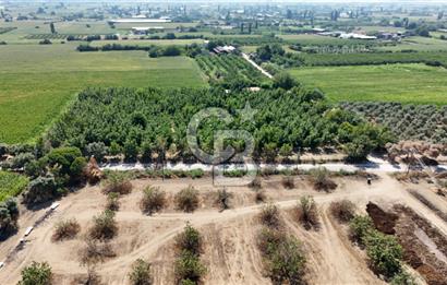 İzmir Bayındır'da, İçerisinde  240 Ceviz Ağacı ve Ev Olan Satılık Tarla