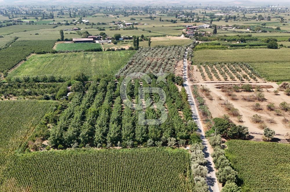 İzmir Bayındır'da, İçerisinde  240 Ceviz Ağacı ve Ev Olan Satılık Tarla