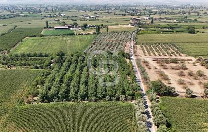 İzmir Bayındır'da, İçerisinde  240 Ceviz Ağacı ve Ev Olan Satılık Tarla