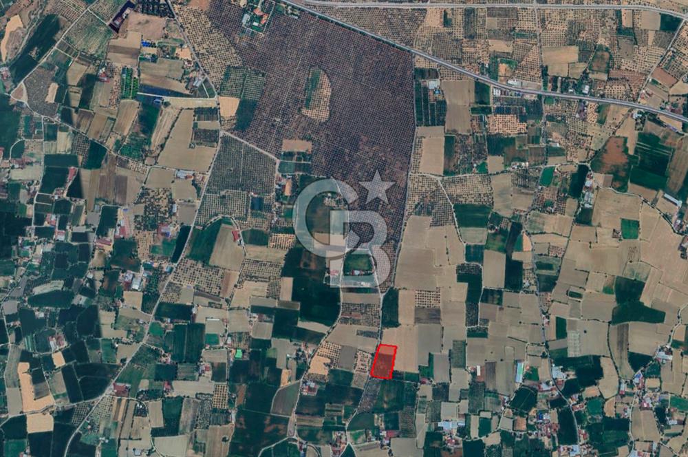 İzmir Bayındır'da, İçerisinde  240 Ceviz Ağacı ve Ev Olan Satılık Tarla
