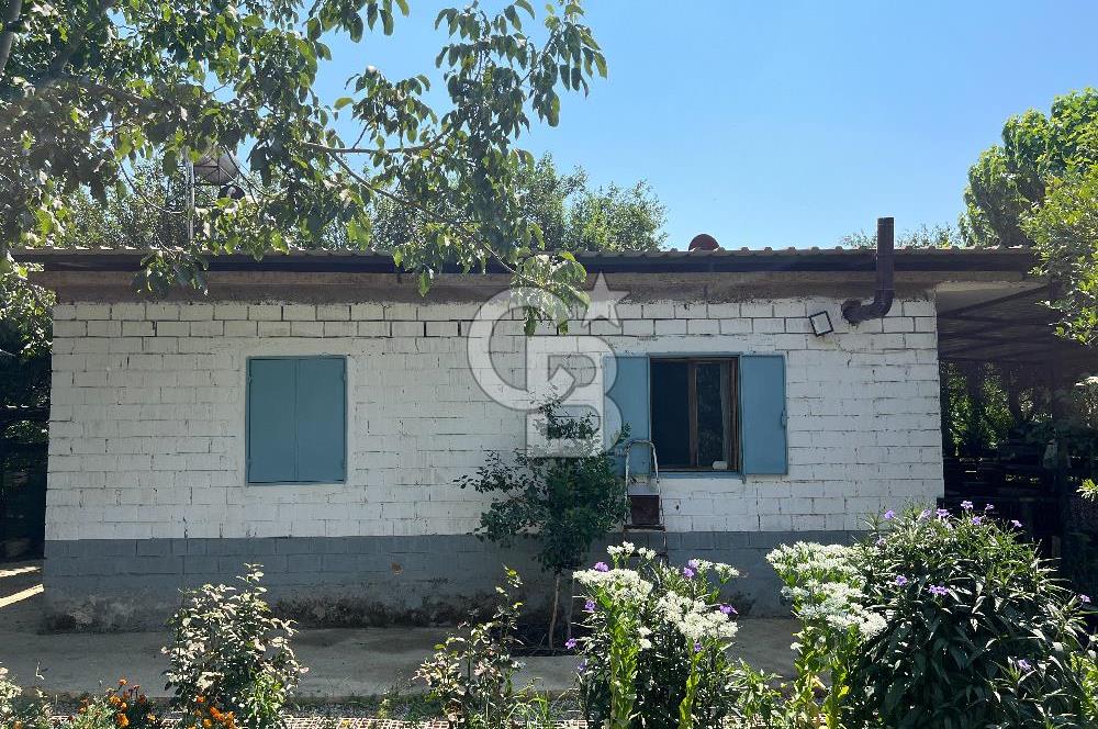 İzmir Bayındır'da, İçerisinde  240 Ceviz Ağacı ve Ev Olan Satılık Tarla
