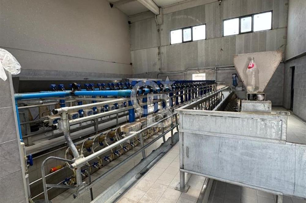 AB Standartlarında Yüksek Verimli KOYUN ÇİFTLİĞİ