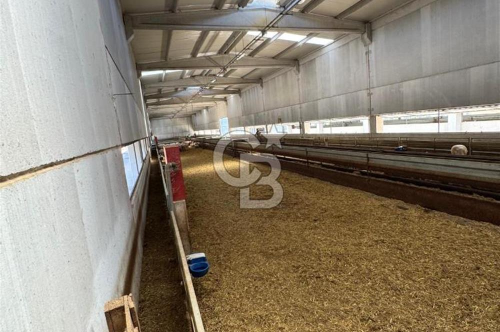 AB Standartlarında Yüksek Verimli KOYUN ÇİFTLİĞİ