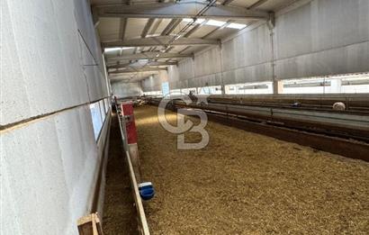 AB Standartlarında Yüksek Verimli KOYUN ÇİFTLİĞİ