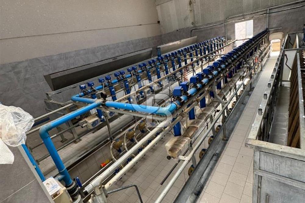 AB Standartlarında Yüksek Verimli KOYUN ÇİFTLİĞİ