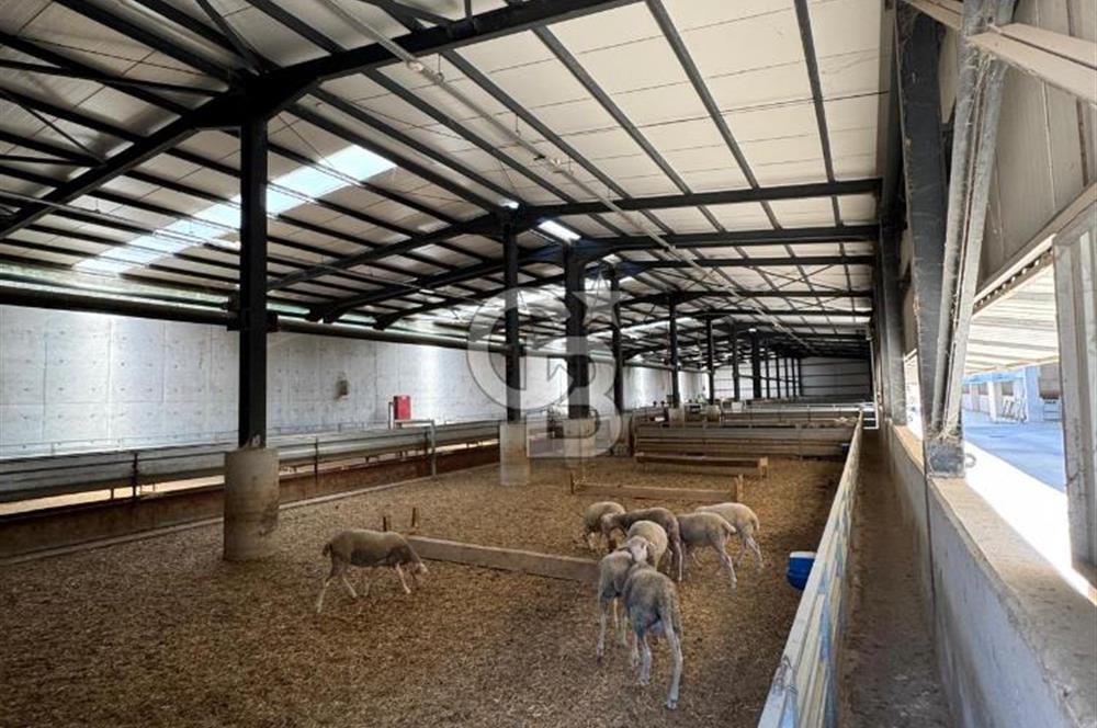 AB Standartlarında Yüksek Verimli KOYUN ÇİFTLİĞİ