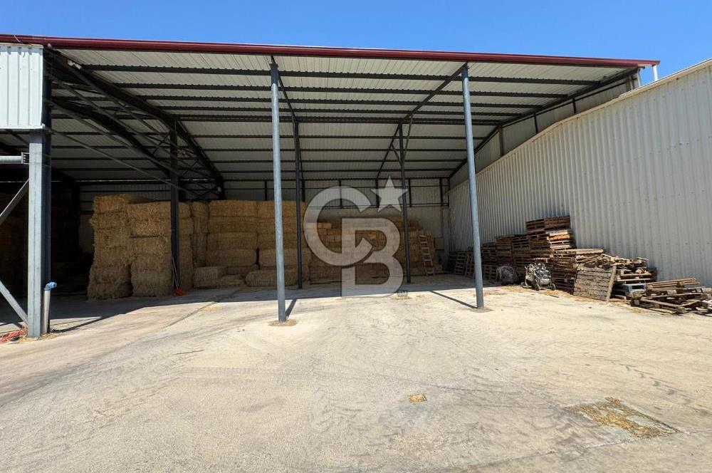 AB Standartlarında Yüksek Verimli KOYUN ÇİFTLİĞİ