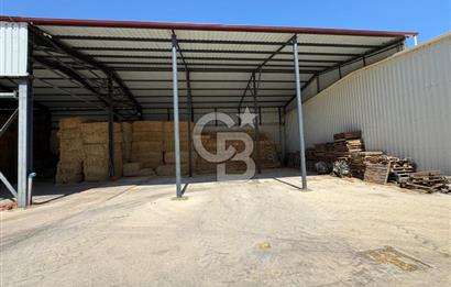 AB Standartlarında Yüksek Verimli KOYUN ÇİFTLİĞİ