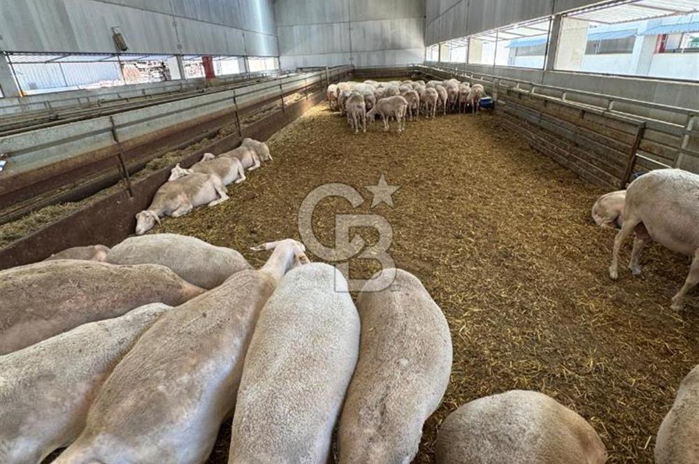 AB Standartlarında Yüksek Verimli KOYUN ÇİFTLİĞİ