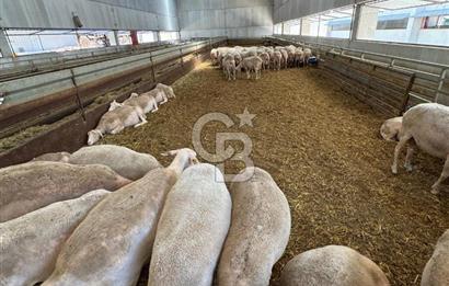 AB Standartlarında Yüksek Verimli KOYUN ÇİFTLİĞİ