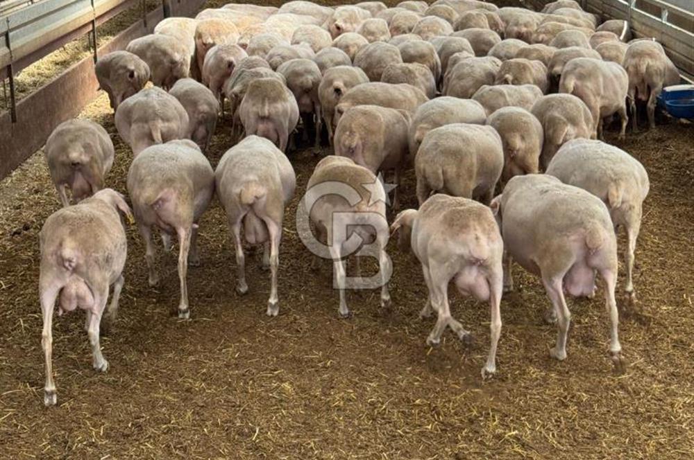 AB Standartlarında Yüksek Verimli KOYUN ÇİFTLİĞİ