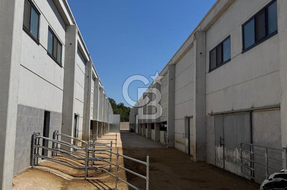 AB Standartlarında Yüksek Verimli KOYUN ÇİFTLİĞİ