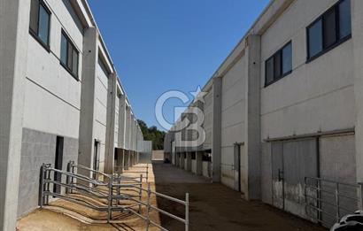 AB Standartlarında Yüksek Verimli KOYUN ÇİFTLİĞİ