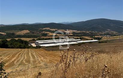 AB Standartlarında Yüksek Verimli KOYUN ÇİFTLİĞİ