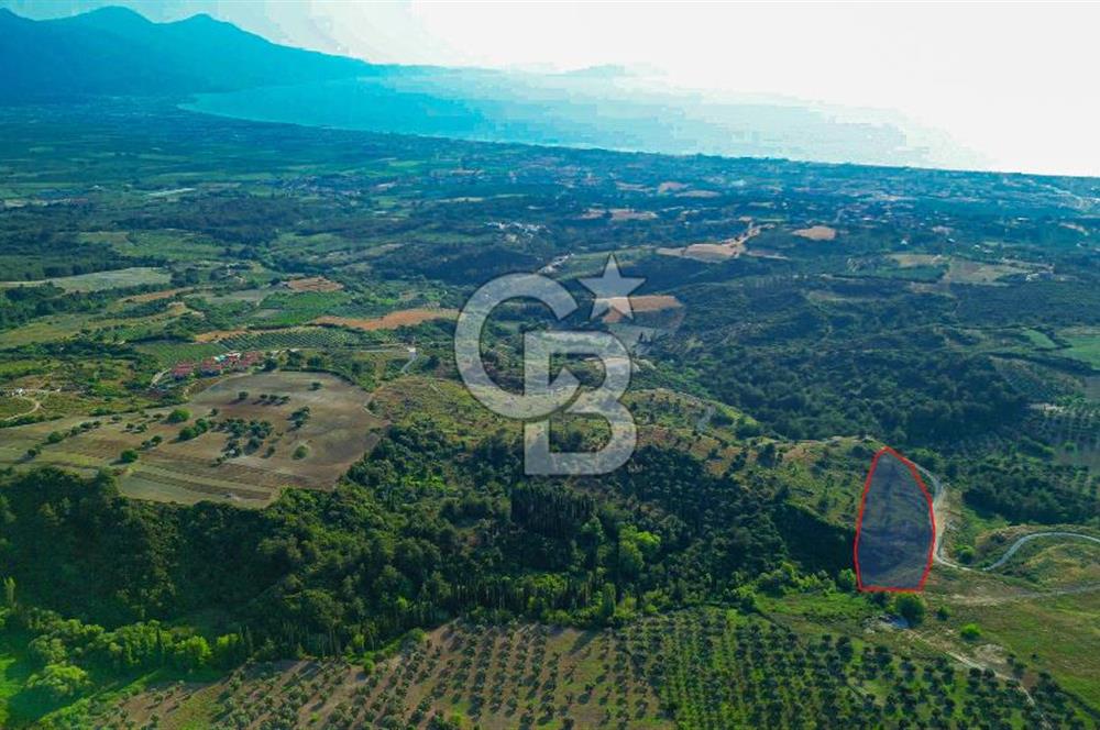 Kuşadası Soğucak’ta 6.617,23m² Satılık Konut İmarlı Arsa!