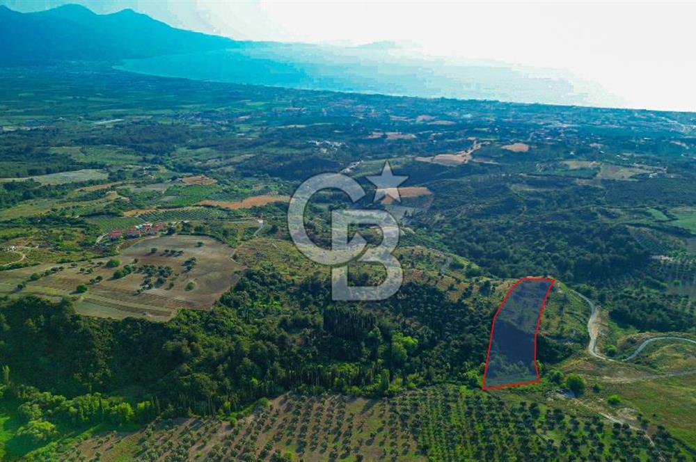 Kuşadası Soğucak’ta 9.694,35m² Satılık Konut İmarlı Arsa!