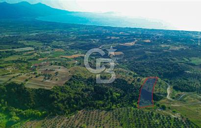 Kuşadası Soğucak’ta 9.694,35m² Satılık Konut İmarlı Arsa!