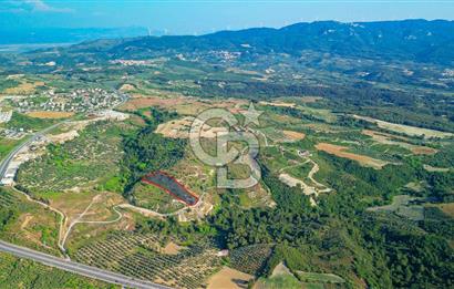 Kuşadası Soğucak’ta 9.694,35m² Satılık Konut İmarlı Arsa!