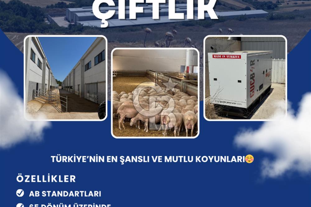 AB Standartlarında Yüksek Verimli KOYUN ÇİFTLİĞİ