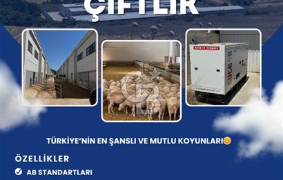AB Standartlarında Yüksek Verimli KOYUN ÇİFTLİĞİ