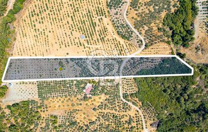 Aydın Söke'de Satılık Zeytinlik