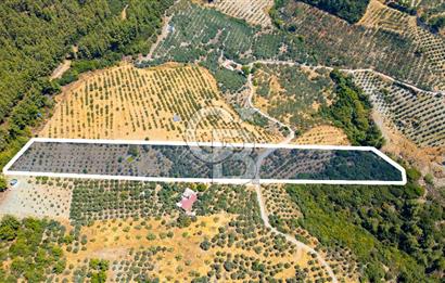 Aydın Söke'de Satılık Zeytinlik