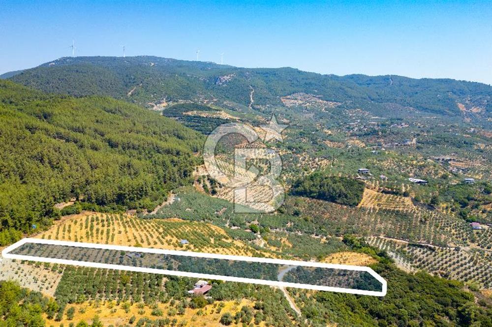 Aydın Söke'de Satılık Zeytinlik