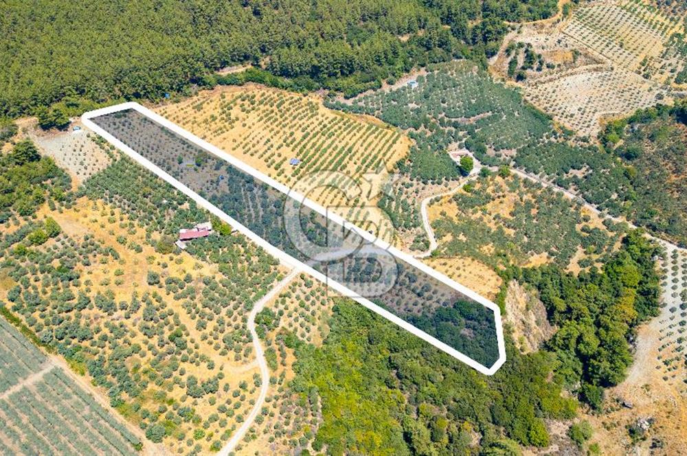 Aydın Söke'de Satılık Zeytinlik
