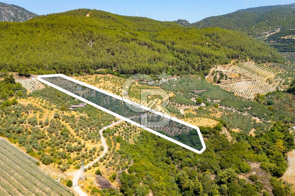 Aydın Söke'de Satılık Zeytinlik