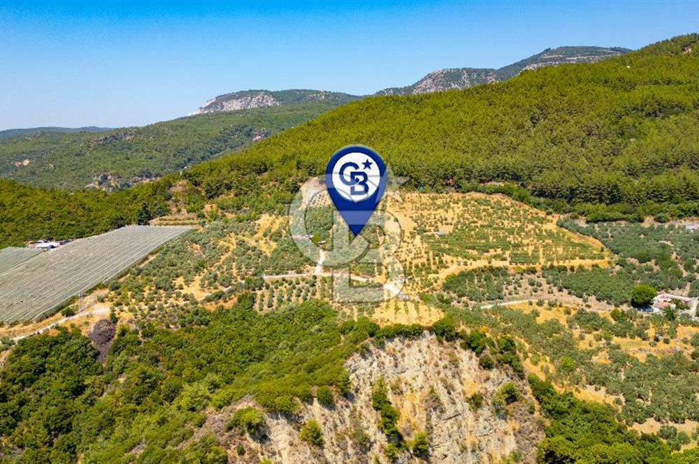 Aydın Söke'de Satılık Zeytinlik