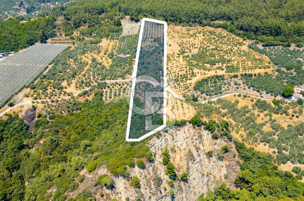 Aydın Söke'de Satılık Zeytinlik