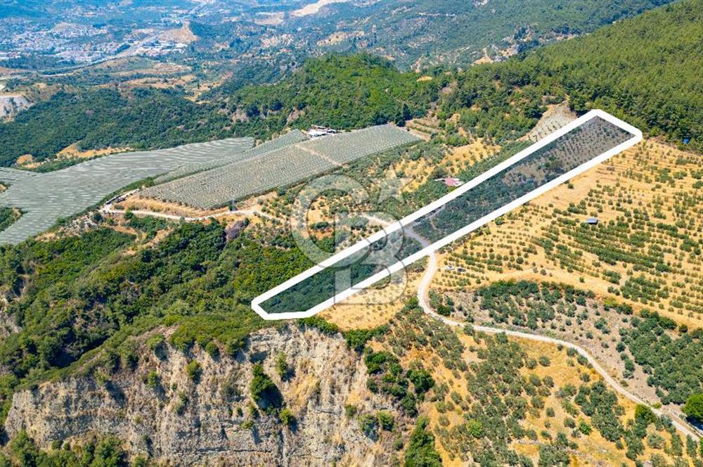 Aydın Söke'de Satılık Zeytinlik