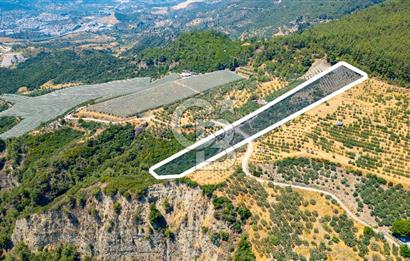 Aydın Söke'de Satılık Zeytinlik