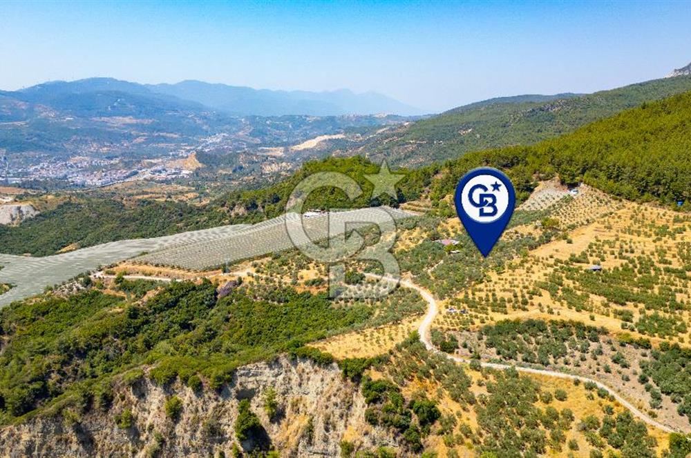 Aydın Söke'de Satılık Zeytinlik