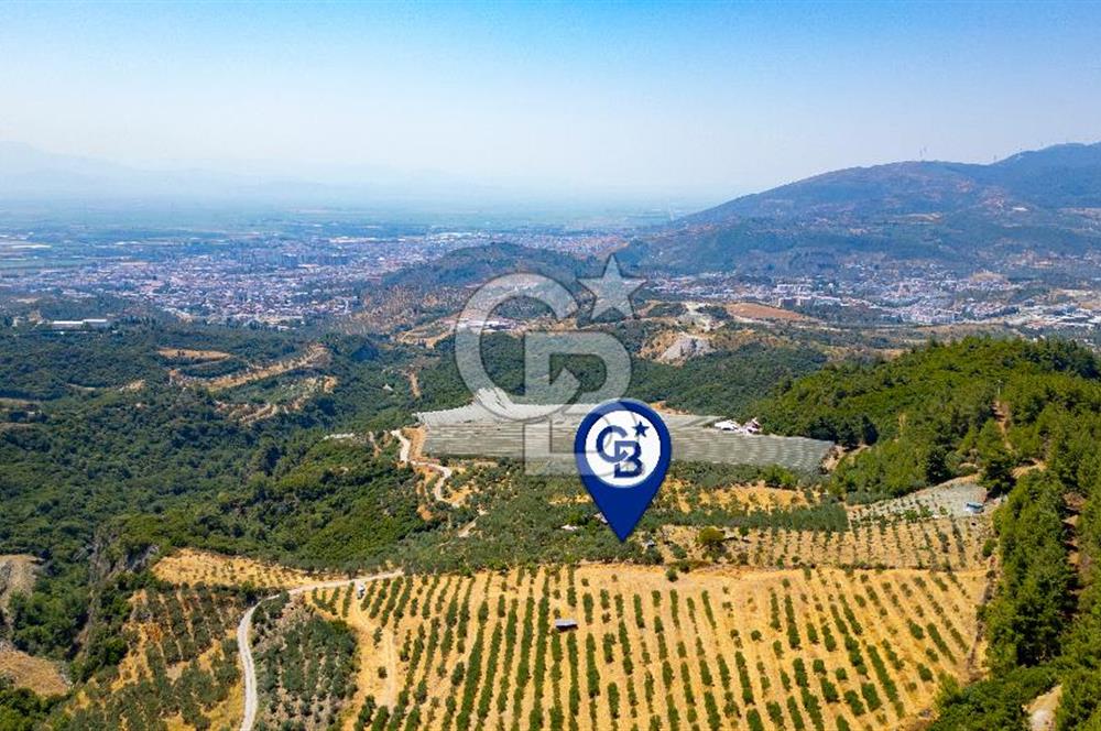 Aydın Söke'de Satılık Zeytinlik