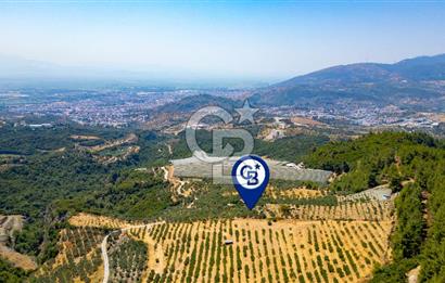 Aydın Söke'de Satılık Zeytinlik