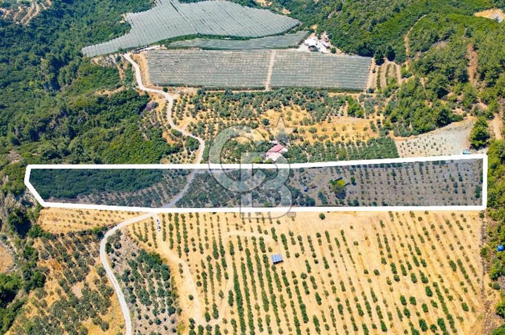 Aydın Söke'de Satılık Zeytinlik
