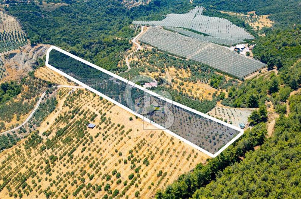 Aydın Söke'de Satılık Zeytinlik
