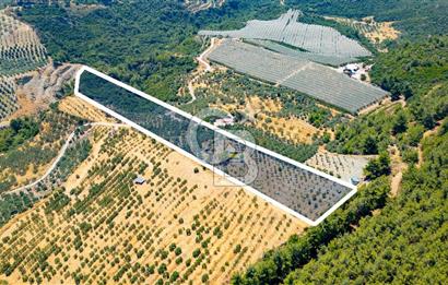 Aydın Söke'de Satılık Zeytinlik